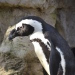 Pinguïns Spheniscus demersus
